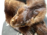 Alternative view of Vintage French Brown Mink Cravat Fur Collar Scarf Wrap Tie Taxidermy circa 1950-60's