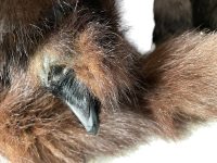 Alternative view of Vintage French Double Brown Mink Cravat Fur Collar Scarf Wrap Tie Taxidermy circa 1950-60's