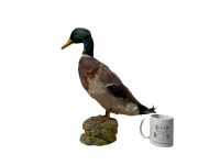 Alternative view of Vintage French Taxidermy Duck Bird Figurine Statue Hunting Lodge Trophy Country House Display circa 1960-70's