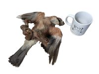 Alternative view of Vintage French Mounted Jay Bird Taxidermy Figurine Statue On Branch For Wall Fixing Curio Display Decor Circa 1950-60's