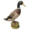 Vintage French Taxidermy Duck Bird Figurine Statue Hunting Lodge Trophy Country House Display circa 1960-70's