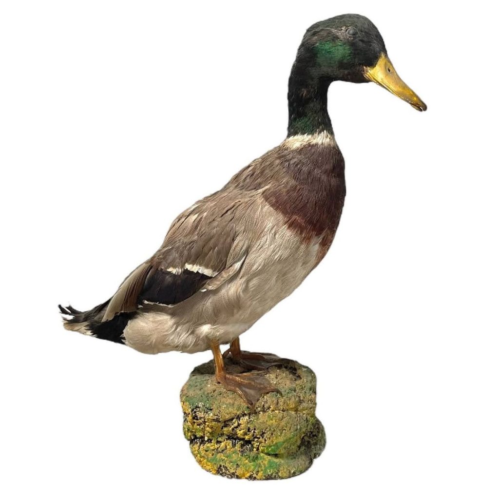 Vintage French Taxidermy Duck Bird Figurine Statue Hunting Lodge Trophy Country House Display circa 1960-70’s