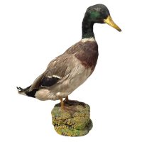 Vintage French Taxidermy Duck Bird Figurine Statue Hunting Lodge Trophy Country House Display circa 1960-70's