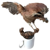 Vintage French Mounted Jay Bird Taxidermy Figurine Statue On Branch For Wall Fixing Curio Display Decor Circa 1950-60's