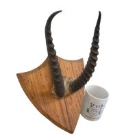 Alternative view of Vintage French African Antelope Horn Antlers Taxidermy Trophy Shield Wall Mounting Taxidermy Hunting circa 1950's
