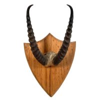 Vintage French African Antelope Horn Antlers Taxidermy Trophy Shield Wall Mounting Taxidermy Hunting circa 1950's