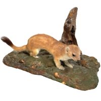 Vintage French Mounted Stoat Weasel Taxidermy figurine statue on wood branch root wall trophy circa 1980's