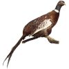 Vintage French Taxidermy Pheasant Bird On Wall Plaque rustic rural ornament figurine statue trophy decor circa 1960's