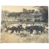 Vintage African Animal Safari Photographic Antelope Print Display Photo Prints On Wood Board c1960-70's
