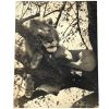 Vintage African Animal Safari Photographic Lion In Tree Print Display Photo Prints On Wood Board c1960-70's