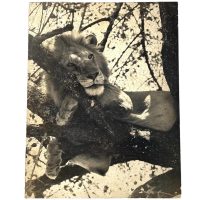 Vintage African Animal Safari Photographic Lion In Tree Print Display Photo Prints On Wood Board c1960-70's