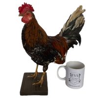 Alternative view of Vintage French mounted Chicken Cockeral Bird taxidermy figurine statue on wood base curio display decor circa 1960-70's