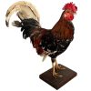 Vintage French mounted Chicken Cockeral Bird taxidermy figurine statue on wood base curio display decor circa 1960-70's