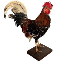 Vintage French mounted Chicken Cockeral Bird taxidermy figurine statue on wood base curio display decor circa 1960-70's