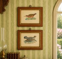 Antique French Pair of Hand Colored French Ornithological Bird Prints in Distressed Frames circa 1900's / EVE